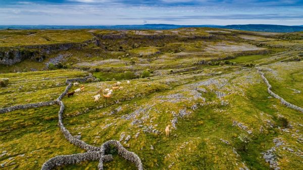 Burren Cattle Drive, The Burren, Co Clare_master (1)